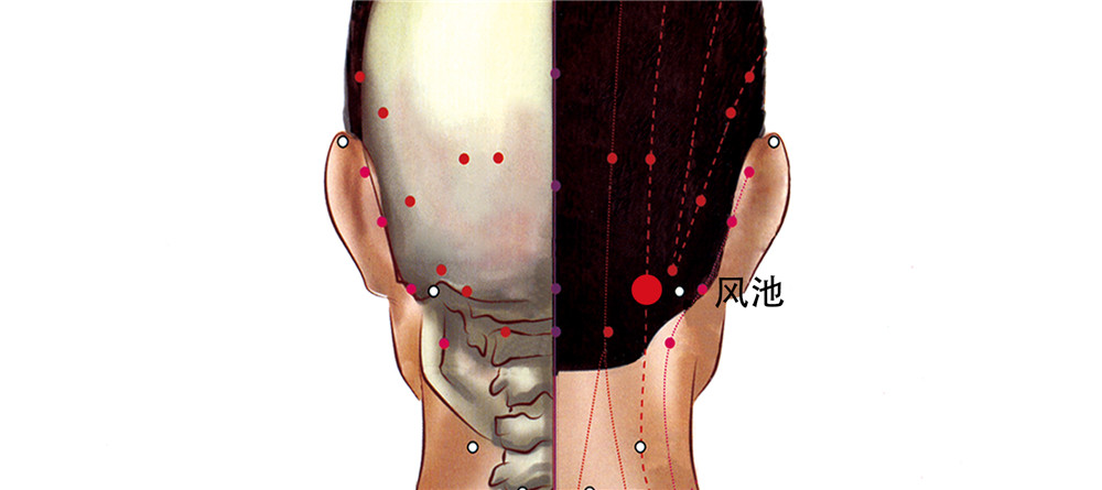 风池穴