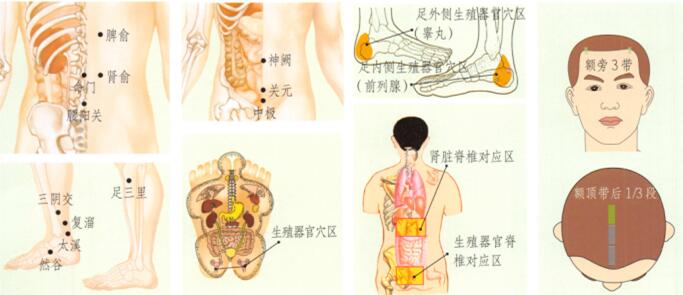 肾虚型阳痿-早泄刮痧