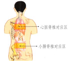 心和小肠保健刮痧