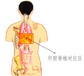 肝和胆保健刮痧