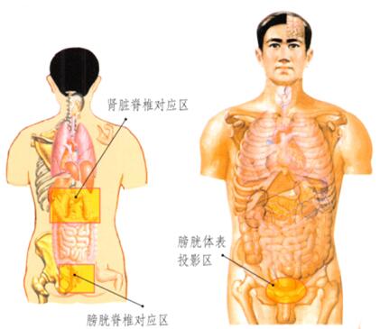 肾和膀胱保健刮痧