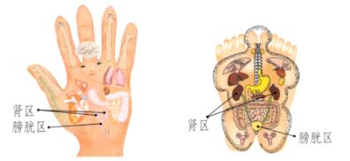 肾和膀胱保健刮痧