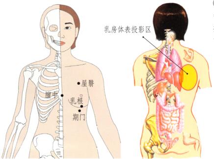 乳房保健刮痧