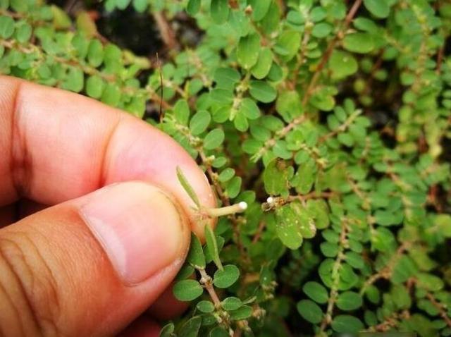 多年的痔疮用地锦草大蒜辫煮水熏治愈