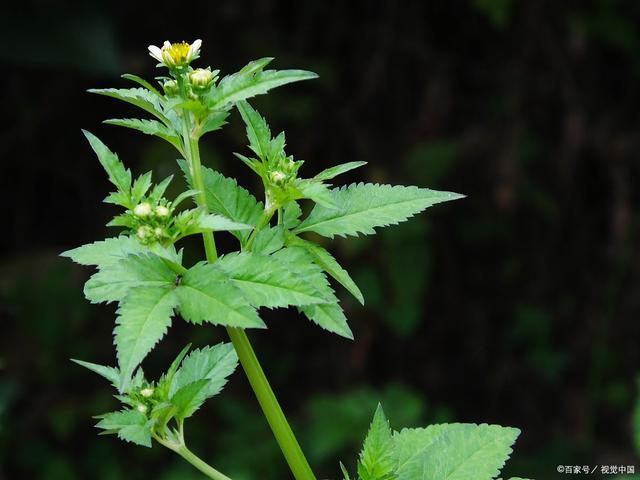 我发现鬼针草对血压有双向调节作用