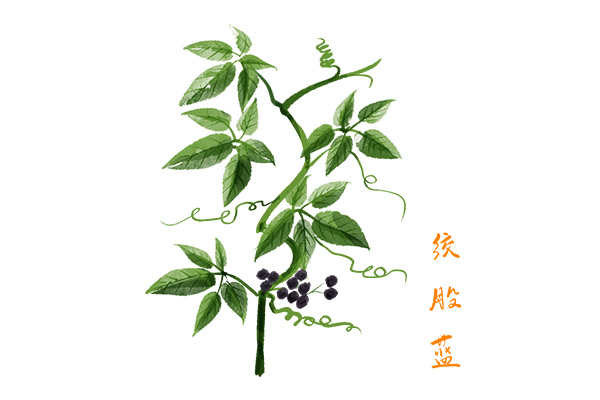 绞股蓝茶1.jpg