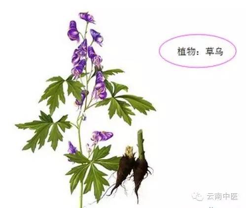 草乌为什么会中毒,草乌中毒有什么反应