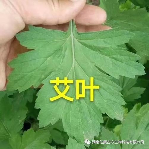 白酒生艾叶治荨麻疹