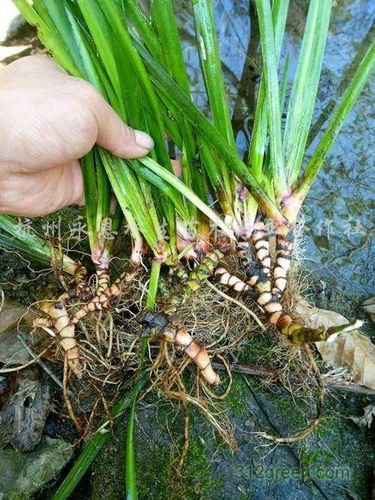 水菖蒲价格