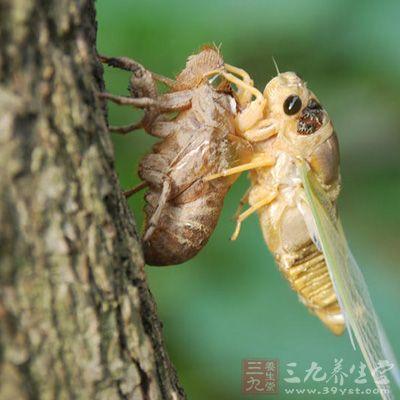 蝉蜕、防风等治破伤风