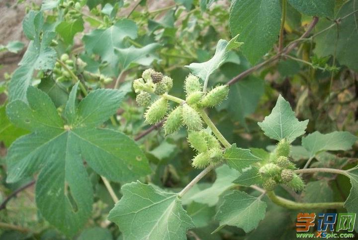 苍耳叶子的功效与作用，苍耳子叶子外敷的作用