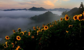 生葵花籽能吃吗