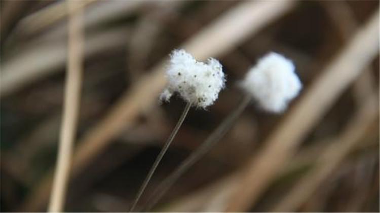 野棉花的功效与作用