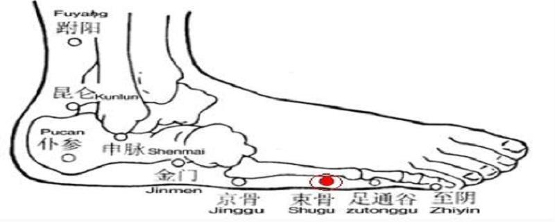 束骨的简单找法 束骨骨头位置图