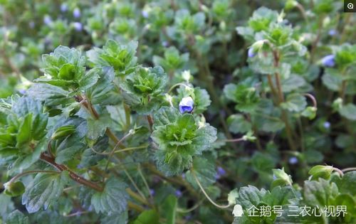 农村100种草药,农村各种草药