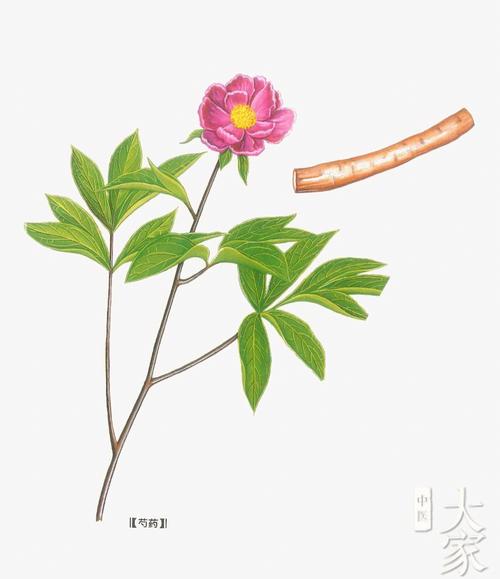 赤芍,赤芍大全高清