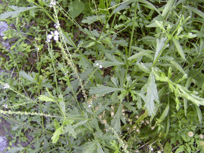 野生马鞭草,正宗马鞭草