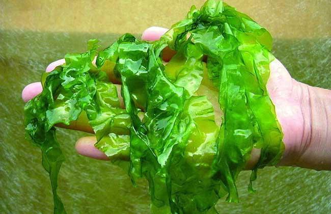 海藻的功效与作用及食用方法,海藻的功效与作用怎么用最好