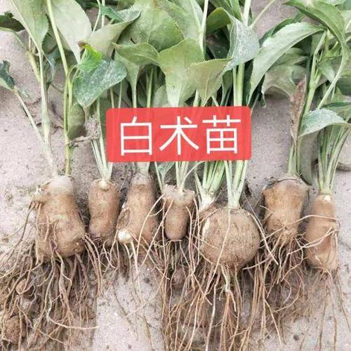 一年生鲜白术价格2022最新价格,白术鲜品市场价格