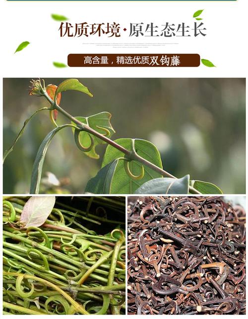 钩藤有什么药用价值,钩藤的药用疗效