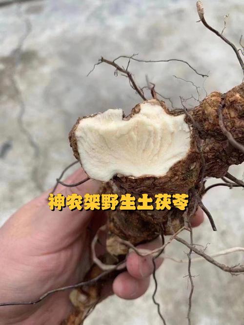 吃土茯苓有什么作用,吃土茯苓有什么作用呢