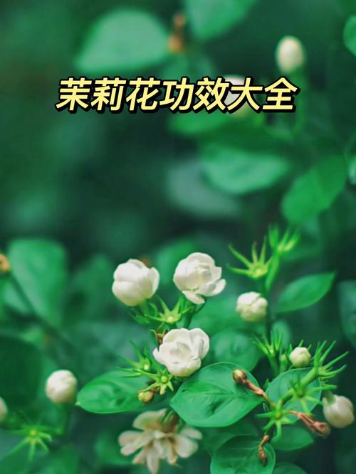 茉莉花对我们有什么作用,茉莉花对我们有什么作用与功效