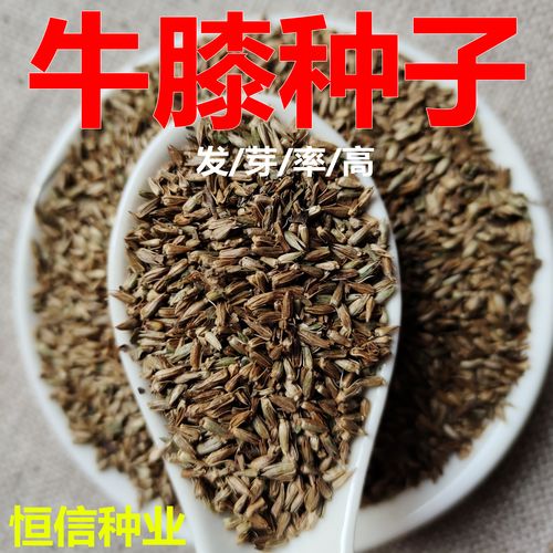 牛膝种子价格,牛膝种子怎么采收