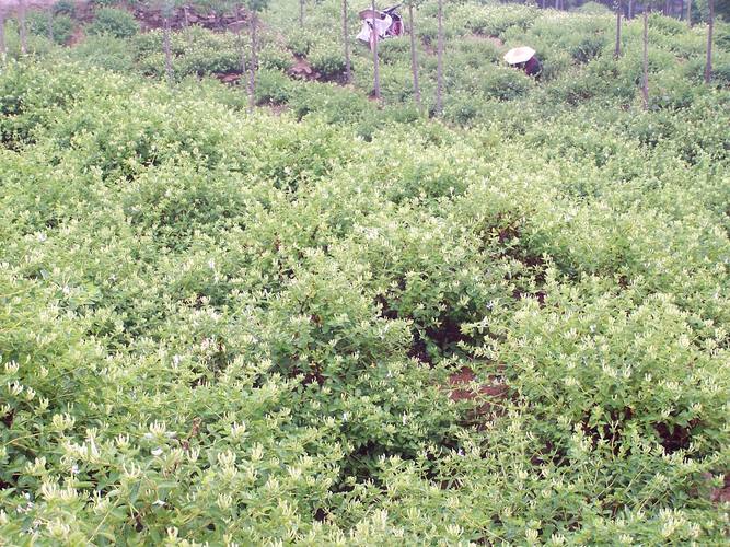 平邑郑城金银花今日价格,今日平邑县流峪镇金银花价格