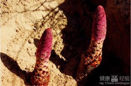 男人吃锁阳几天见效,锁阳配什么壮阳最好