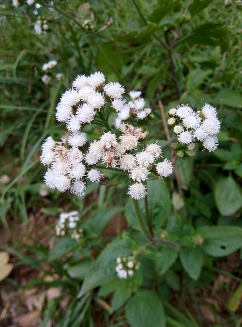 白花藿香蓟的,白花藿香蓟的大全