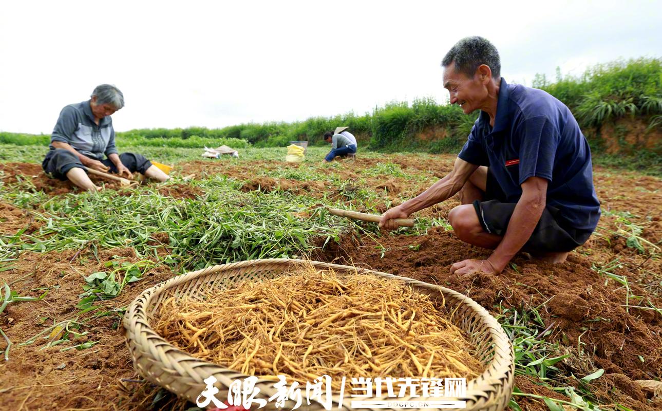 什么药材一年一收,一年亩收入10万的药材