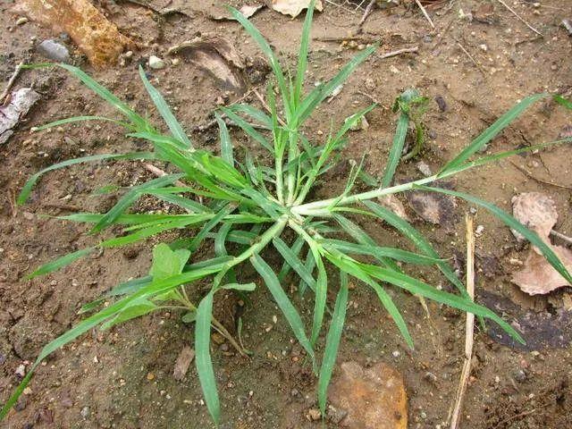 牛筋草能治痛风吗,牛筋草治什么病最好