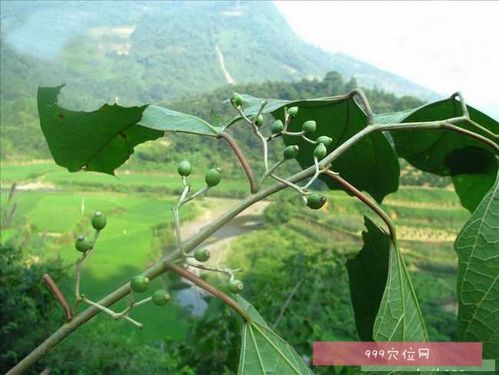 八角枫花的功效与作用-八角枫花的图片样子