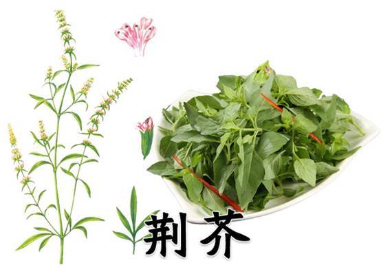 荆芥菜的功效与作用-荆芥菜的图片样子