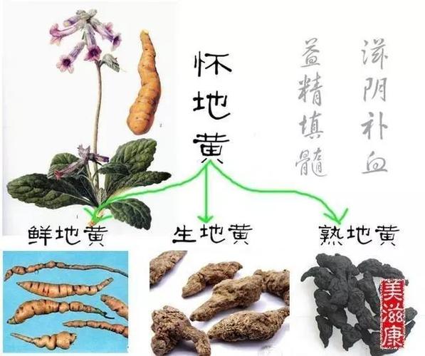 地黄连的功效与作用-地黄连的图片样子