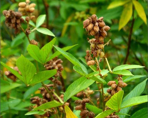 大叶千斤拔根的功效与作用-大叶千斤拔根的图片样子