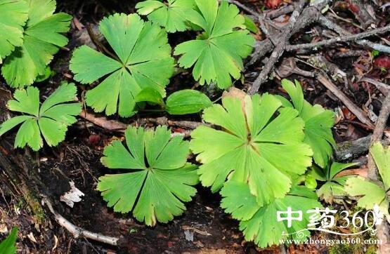 大独叶草的功效与作用-大独叶草的图片样子