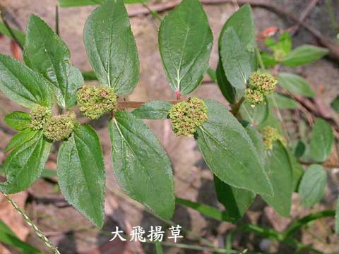 大飞扬的功效与作用-大飞扬的图片样子