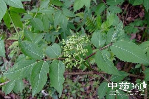 接骨木花的功效与作用-接骨木花的图片样子