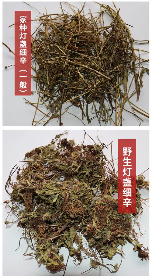 灯盏细辛的功效与作用-灯盏细辛的图片样子