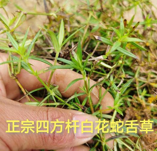 白花蛇头的功效与作用-白花蛇头的图片样子