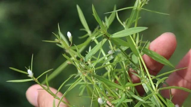 白花蛇舌草的功效与作用-白花蛇舌草的图片样子