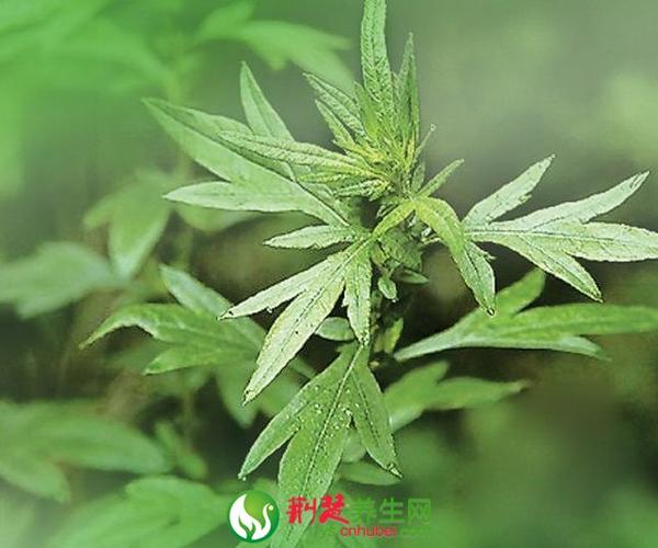 艾叶的功效与作用-艾叶的图片样子