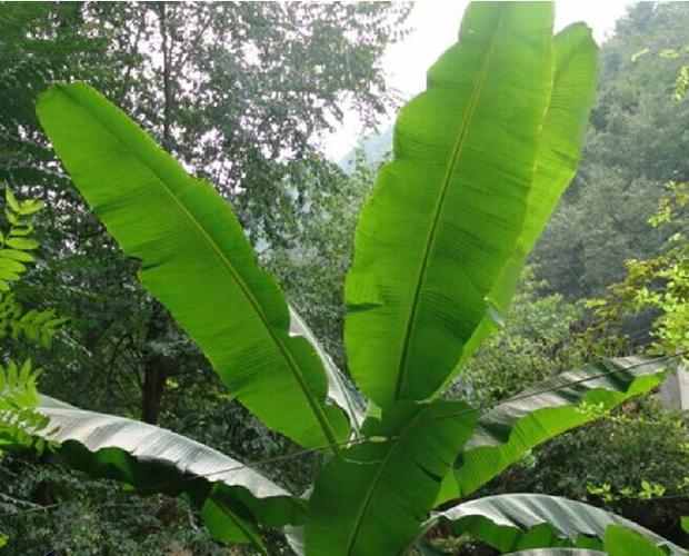 芭蕉叶的功效与作用-芭蕉叶的图片样子