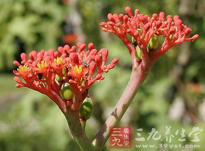 佛肚花的功效与作用-佛肚花的图片样子