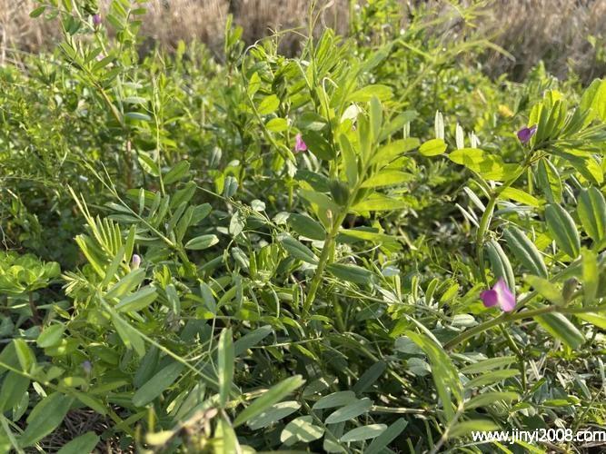 多茎野豌豆的功效与作用-多茎野豌豆的图片样子