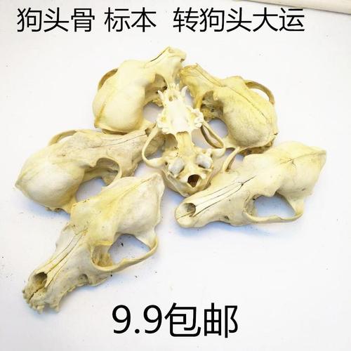 狗头骨的功效与作用-狗头骨的图片样子