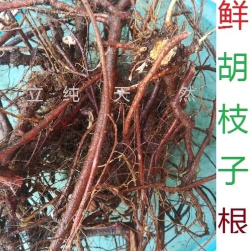 胡枝子根的功效与作用-胡枝子根的图片样子