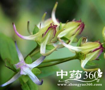 花锚的功效与作用-花锚的图片样子