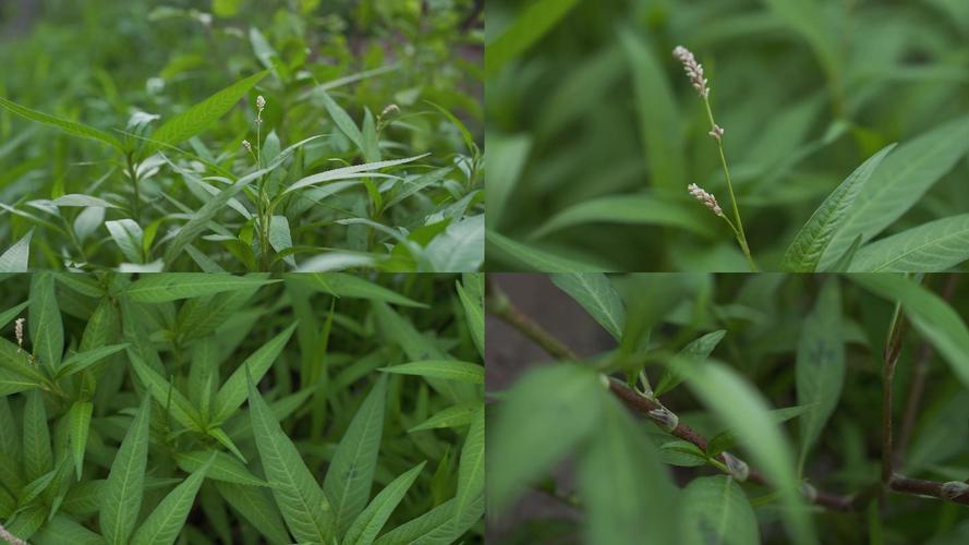 蓼子草的功效与作用-蓼子草的图片样子